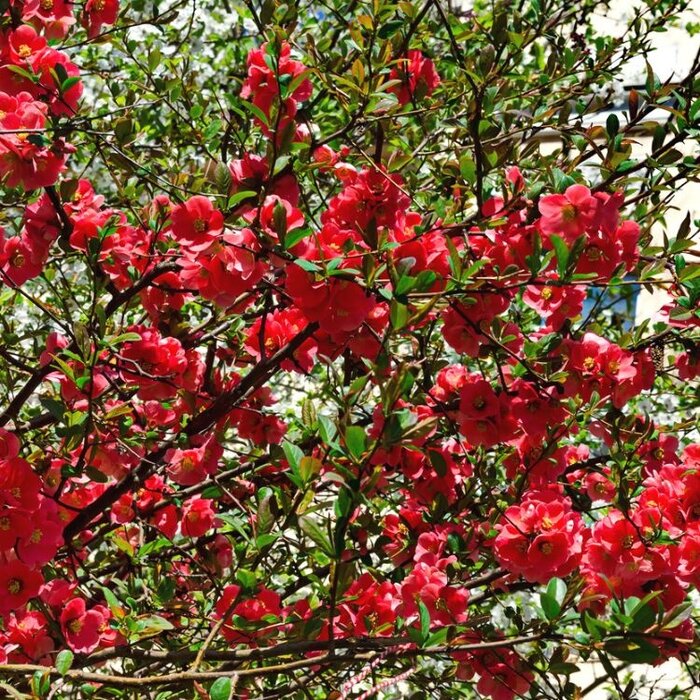 Japanse sierkwee (Chaenomeles superba 'Crimson and Gold')