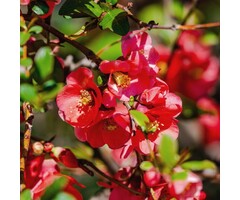 Japanse sierkwee - Chaenomeles superba 'Fire Dance'