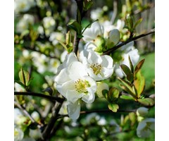 Japanse sierkwee - Chaenomeles superba 'Jet Trail'