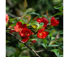 Japanse sierkwee - Chaenomeles superba 'Nicoline'