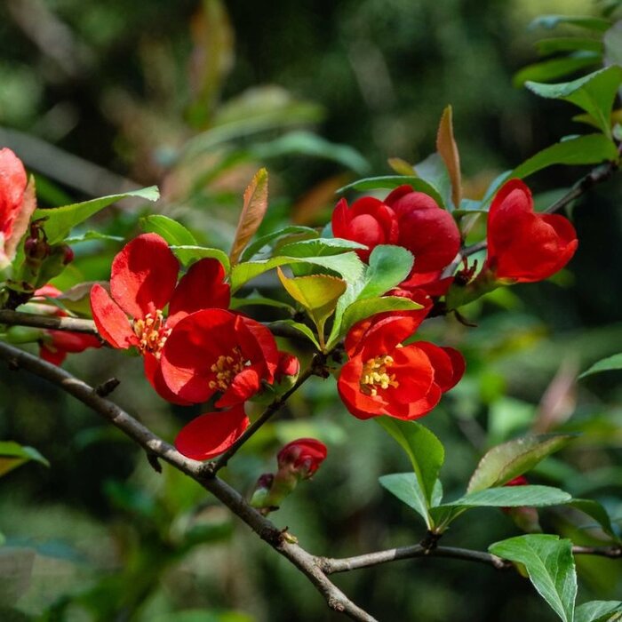 Japanse sierkwee (Chaenomeles superba 'Nicoline')