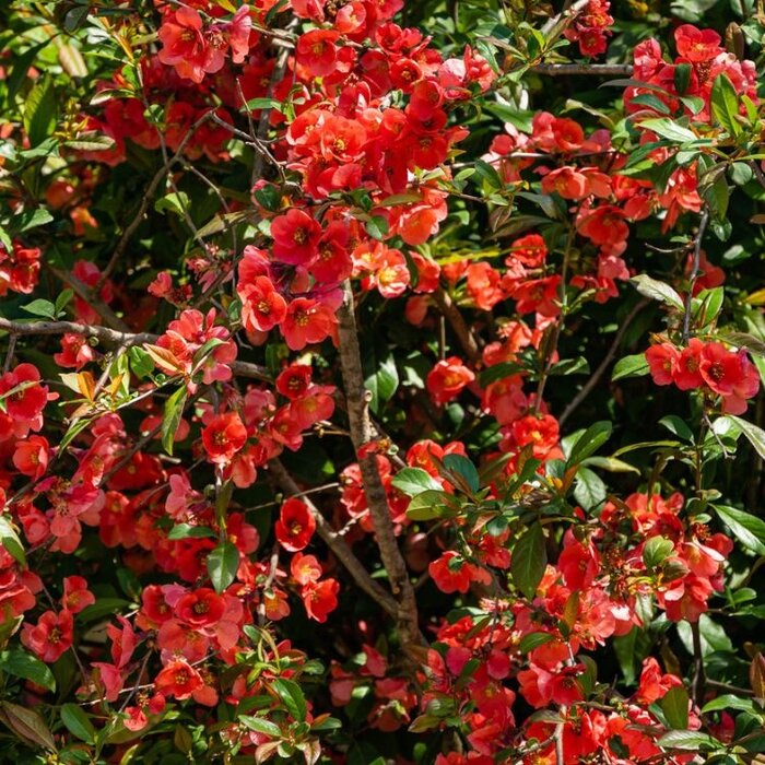 Japanse sierkwee (Chaenomeles superba 'Nicoline')