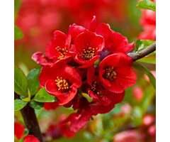 Japanse sierkwee - Chaenomeles superba 'Red Trail'