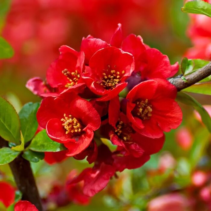 Japanse sierkwee (Chaenomeles superba 'Red Trail')
