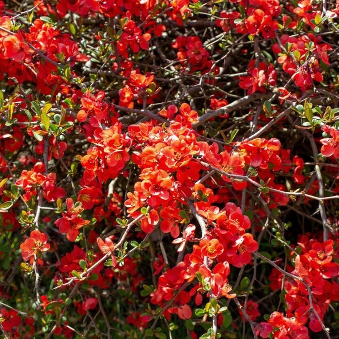 Japanse sierkwee (Chaenomeles superba 'Red Trail')