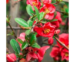 Japanse sierkwee - Chaenomeles superba 'Texas Scarlet'