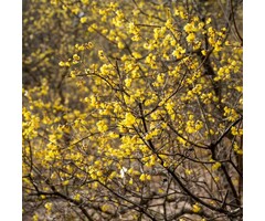 Winterzoet - Chimonanthus praecox