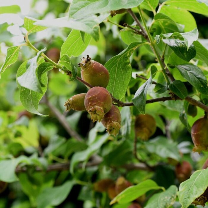 Winterzoet (Chimonanthus praecox )