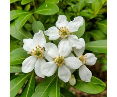 Mexicaanse citroenbloesem - Choisya ternata 'Brica'