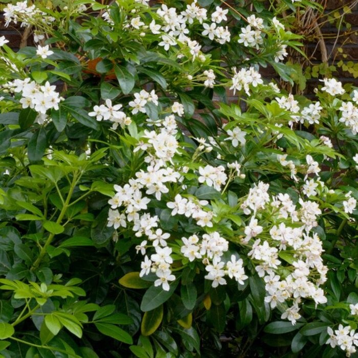 Mexicaanse citroenbloesem (Choisya ternata 'Brica')