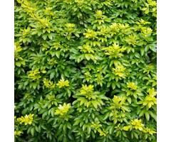 Mexicaanse oranjebloesem - Choisya ternata 'Sundance'