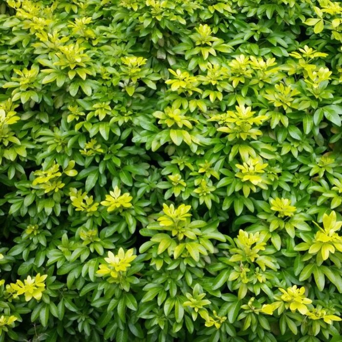 Mexicaanse oranjebloesem (Choisya ternata 'Sundance'                )