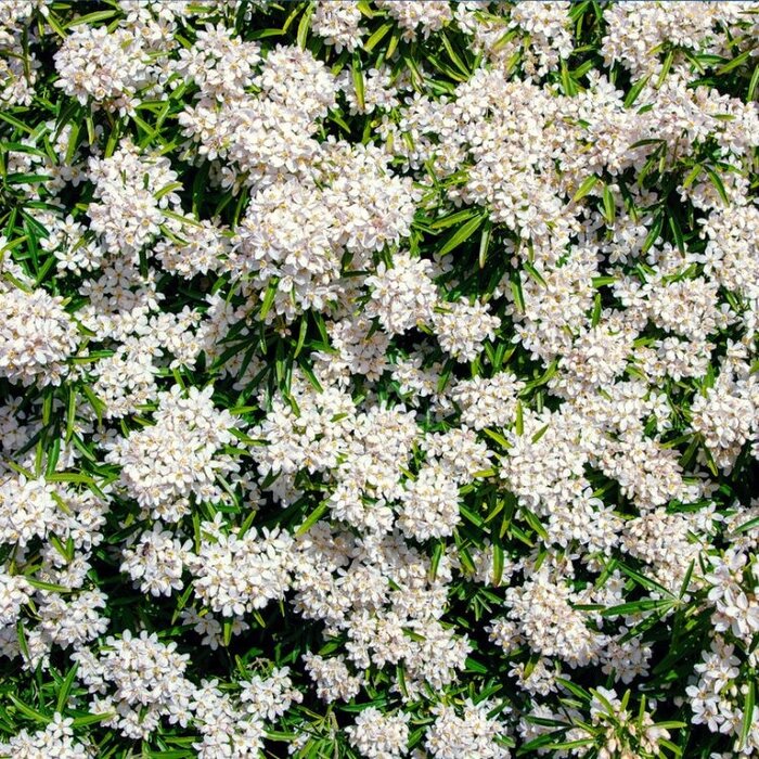 Mexicaanse citroenbloesem (Choisya ternata 'White Dazzler' )