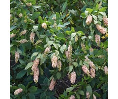 Clethra - Clethra alnifolia