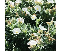 Zilverwinde - Convolvulus cneorum