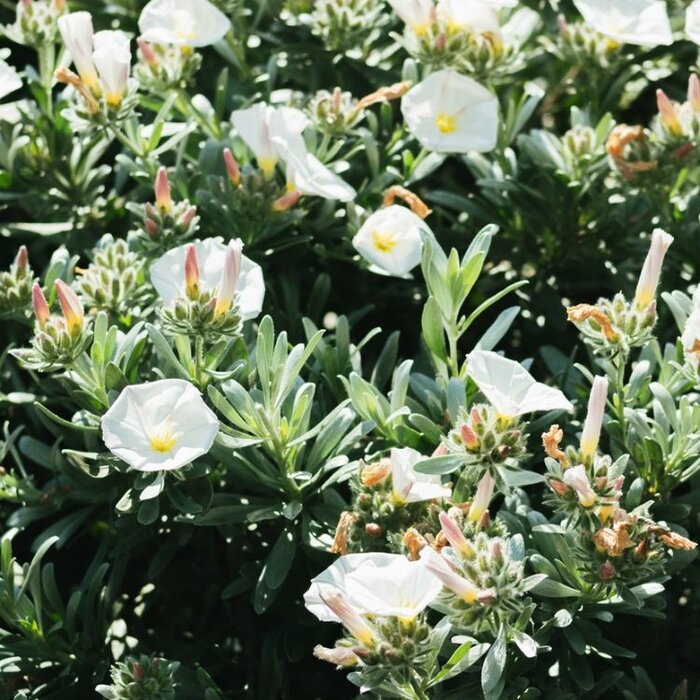 Zilverwinde (Convolvulus cneorum)