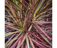 Koolpalm - Cordyline australis 'Can Can'