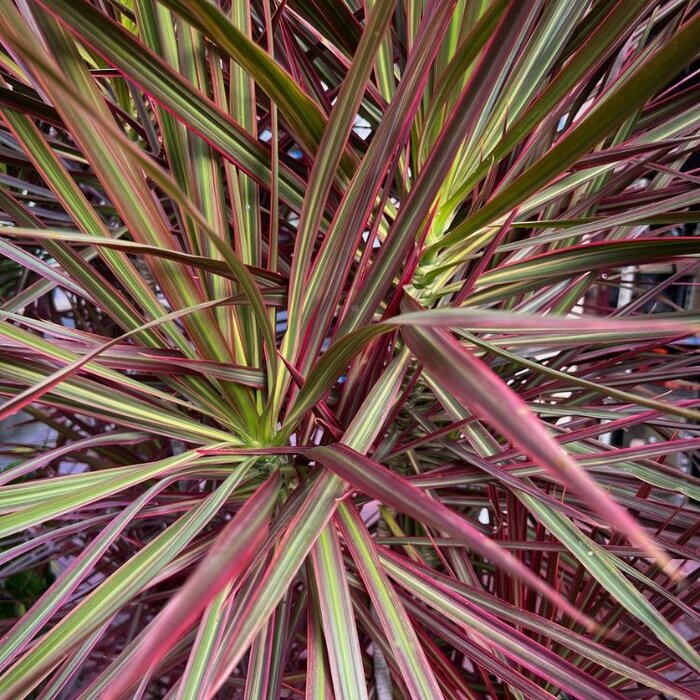 Koolpalm (Cordyline australis 'Can Can' )