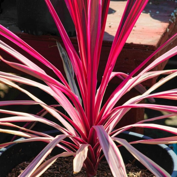 Koolpalm (Cordyline australis 'Salsa' )