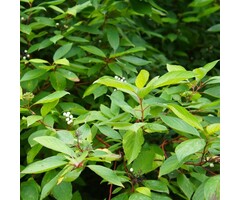 Witte kornoelje - Cornus alba 'Aurea'