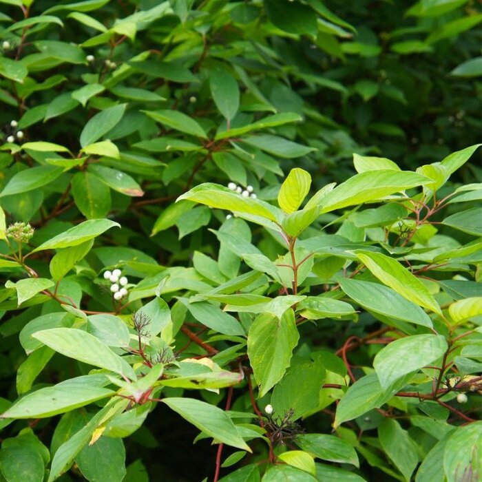 Witte kornoelje (Cornus alba 'Aurea' )