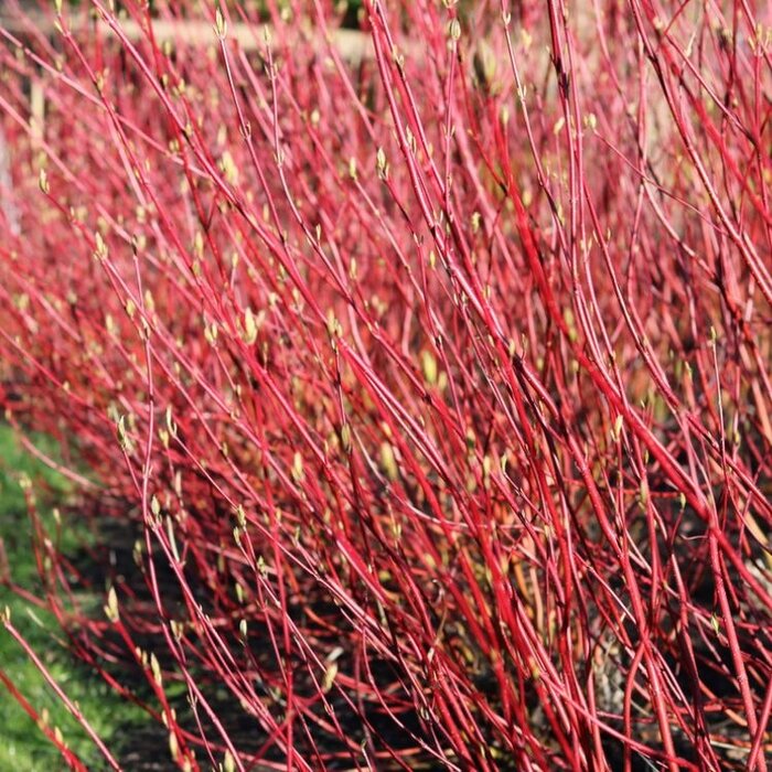 Witte kornoelje (Cornus alba 'Aurea' )