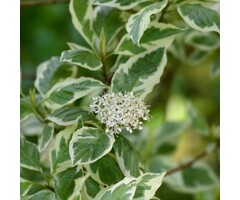 Witte kornoelje - Cornus alba 'Gouchaultii'