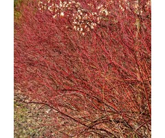 Witte kornoelje - Cornus alba 'Kesselringii'
