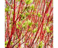 Witte kornoelje - Cornus alba 'Sibirica'