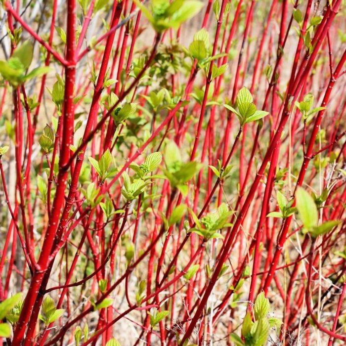 Witte kornoelje (Cornus alba 'Sibirica')