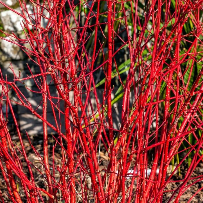 Witte kornoelje (Cornus alba 'Sibirica')