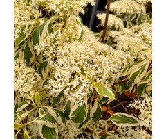 Kornoelje - Cornus alternifolia 'Argentea'