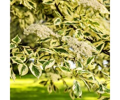 Kornoelje - Cornus alternifolia Golden Shadows