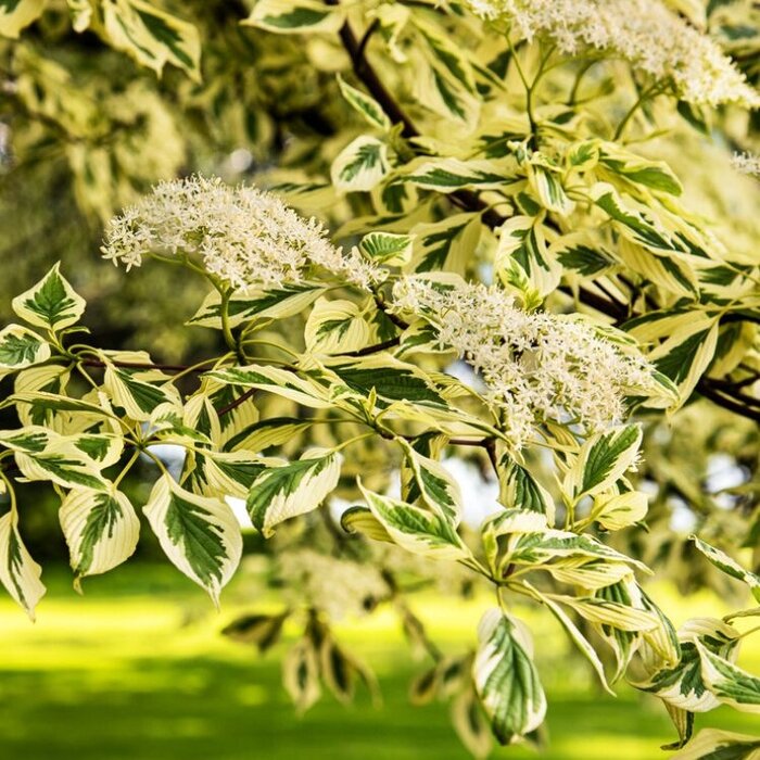 Kornoelje (Cornus alternifolia Golden Shadows)