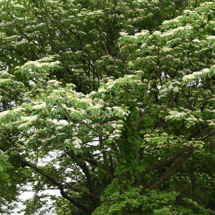 Reuzenkornoelje (Cornus controversa )
