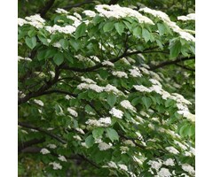 Reuzenkornoelje - Cornus controversa 'Pagoda'