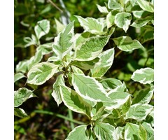 Reuzenkornoelje - Cornus controversa 'Variegata'