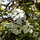 Amerikaanse kornoelje (Cornus florida)