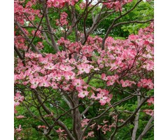 Amerikaanse kornoelje - Cornus florida 'Cherokee Chief'