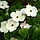 Japanse kornoelje (Cornus kousa chinensis)