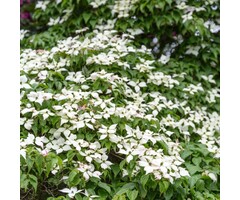 Japanse kornoelje - Cornus kousa 'Milky Way'