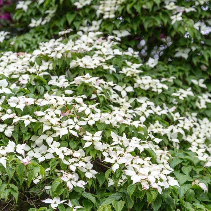 Japanse kornoelje (Cornus kousa 'Milky Way')
