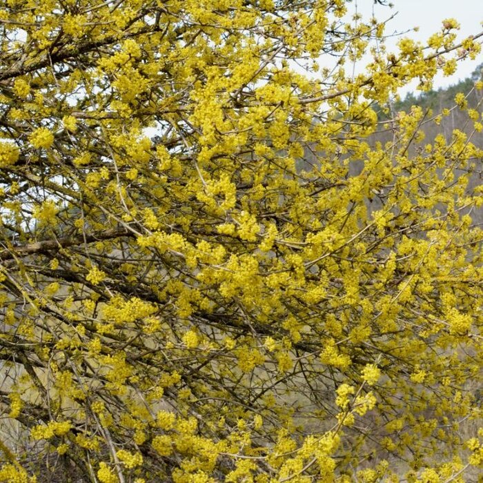Gele kornoelje (Cornus mas)