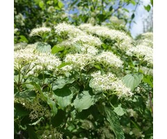Canadese kornoelje - Cornus sericea 'Flaviramea'