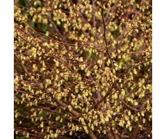 Schijnhazelaar - Corylopsis pauciflora