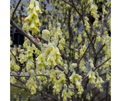 Schijnhazelaar - Corylopsis spicata