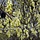 Schijnhazelaar (Corylopsis spicata)