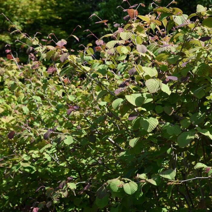 Schijnhazelaar (Corylopsis spicata)