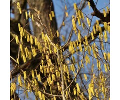 Hazelaar - Corylus avellana