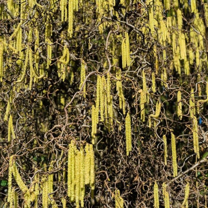 Krulhazelaar (Corylus avellana 'Contorta')
